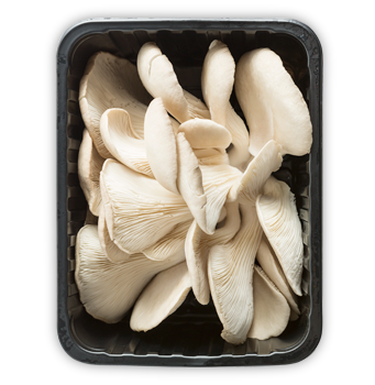 BOCZNIAK KARPA BOCZNIAK KARPA