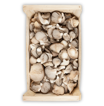 BOCZNIAK SKRZYNKA DREWNIANA BOCZNIAK SKRZYNKA DREWNIANA