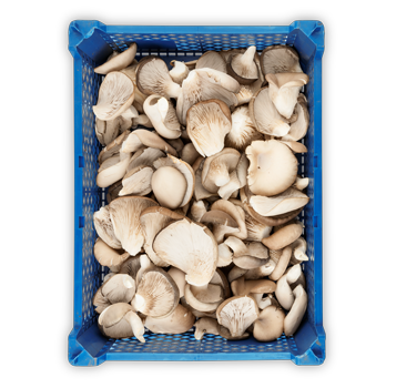 BOCZNIAK SKRZYNKA NIEBIESKA BOCZNIAK SKRZYNKA NIEBIESKA