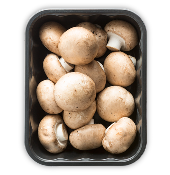 PIECZARKA BRĄZOWA PIECZARKA BRĄZOWA