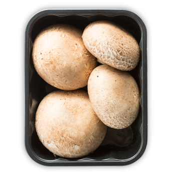 PORTOBELLO PORTOBELLO